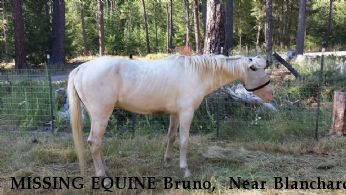 MISSING EQUINE Bruno,  Near Blanchard, ID, 83804